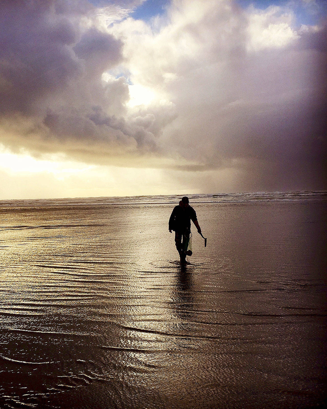 A clammer looks for his catch on the Washington coast. (Washington Department of Fish and Wildlife)