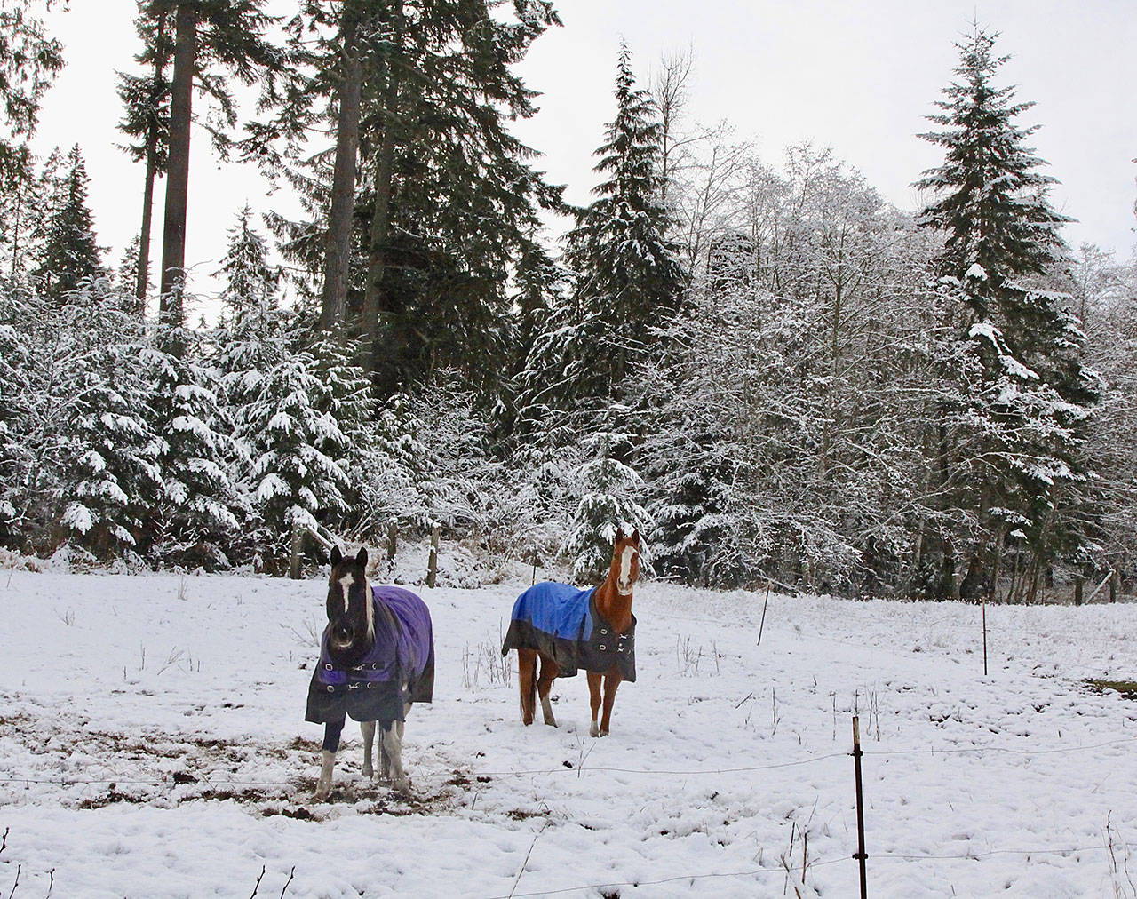Horses are seen blanketed against cold temperatures and fresh snow on Black Diamond Road south of Port Angeles on Thursday. (Dave Logan/for Peninsula Daily News)
