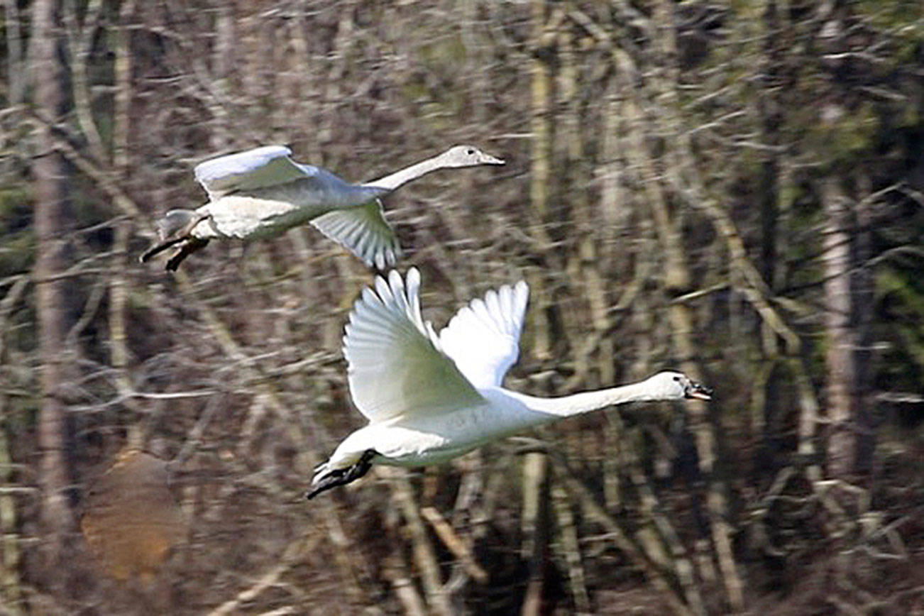 Wings of winter: Swans flock to Peninsula