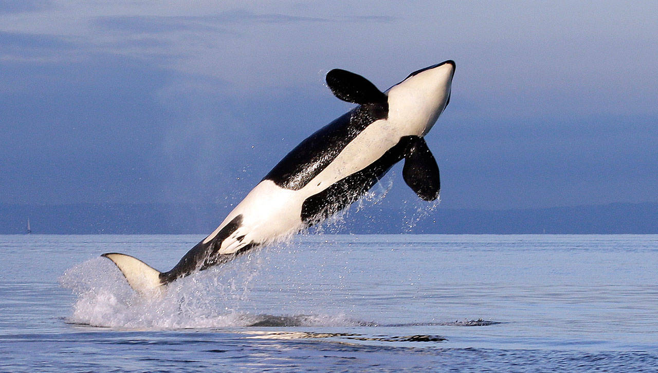 In this Jan. 18, 2014, file photo, a female resident orca whale breaches while swimming in Puget Sound near Bainbridge Island, Wash., as seen from a federally permitted research vessel. The Center for Whale Research says a endangered large male orca is missing and presumed dead. The whale, known L41, was not with his family when researchers encountered them last week. L41’s death would leave just 72 animals in the “southern resident” population of orcas that frequents the waters between Washington and Canada. (AP Photo/Elaine Thompson, file)