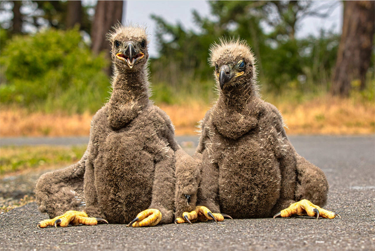 Last May, photographer Keith Ross snapped photos of rescued eaglets in Dungeness, and since then the photos have been used across the globe online and in print. The most recent publication to use his photographs was a national school newspaper for second graders made by Scholastic. Photo courtesy of Keith Ross/Keith’s Frame of Mind                                Last May, photographer Keith Ross snapped photos of rescued eaglets in Dungeness and since then the photos have been used across the globe online and in print. The most recent publication to use his photographs was a national school newspaper for second-graders made by Scholastic. (Keith Ross/Keith’s Frame of Mind)