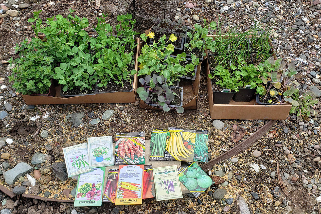 A GROWING CONCERN: Dig in to fruit and vegetable gardening