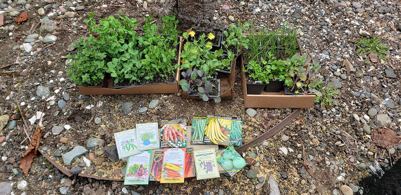 A collection of plants and seeds to be planted next week. (Andrew May/For Peninsula Daily News)
