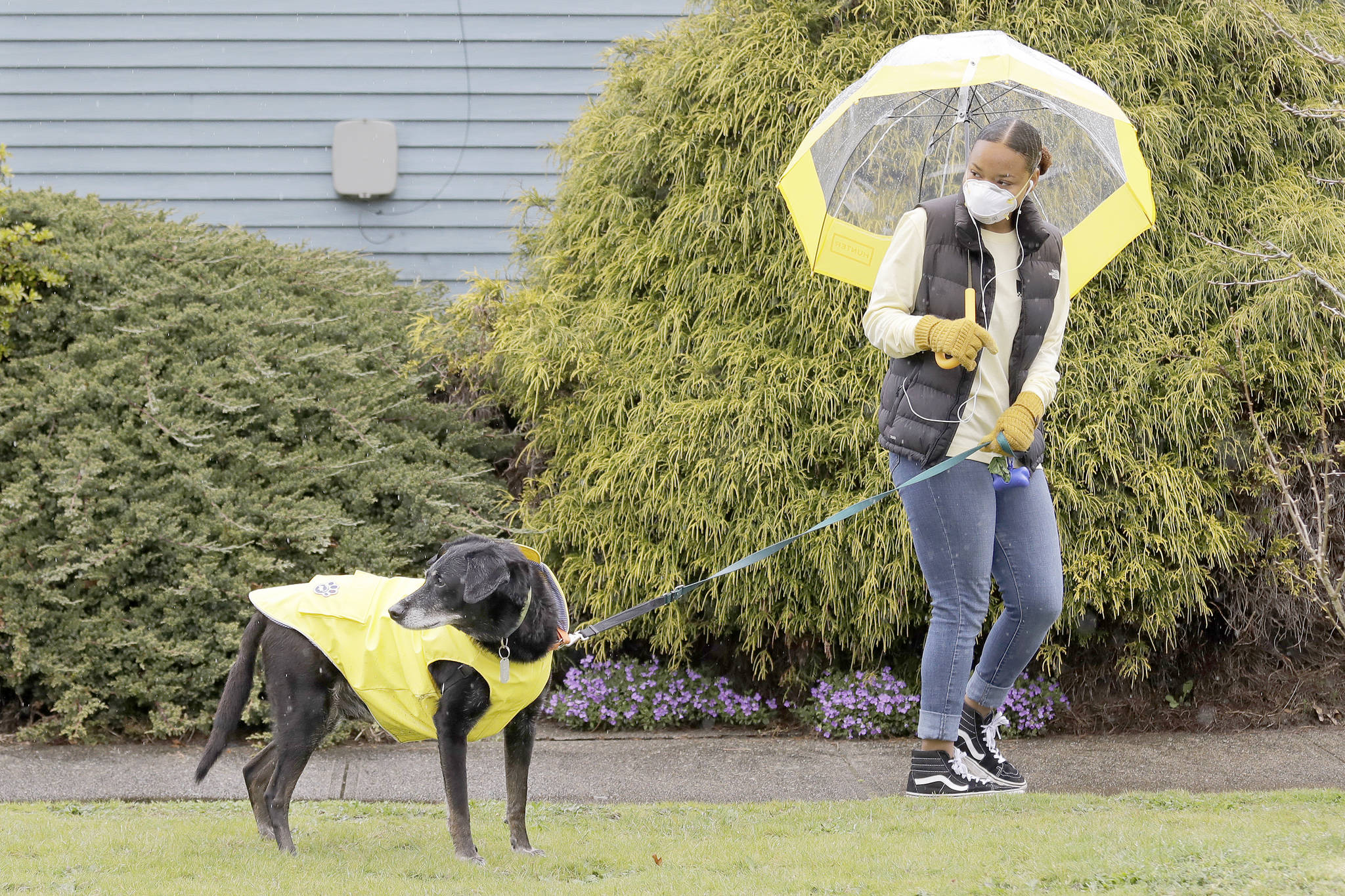 Dog walker Imaj Royster, wearing a protective mask against the coronavirus outbreak, looks back as her charge Hazard is distracted during a stroll in the rain Monday, March 30, 2020, in Seattle. (Elaine Thompson/The Associated Press)