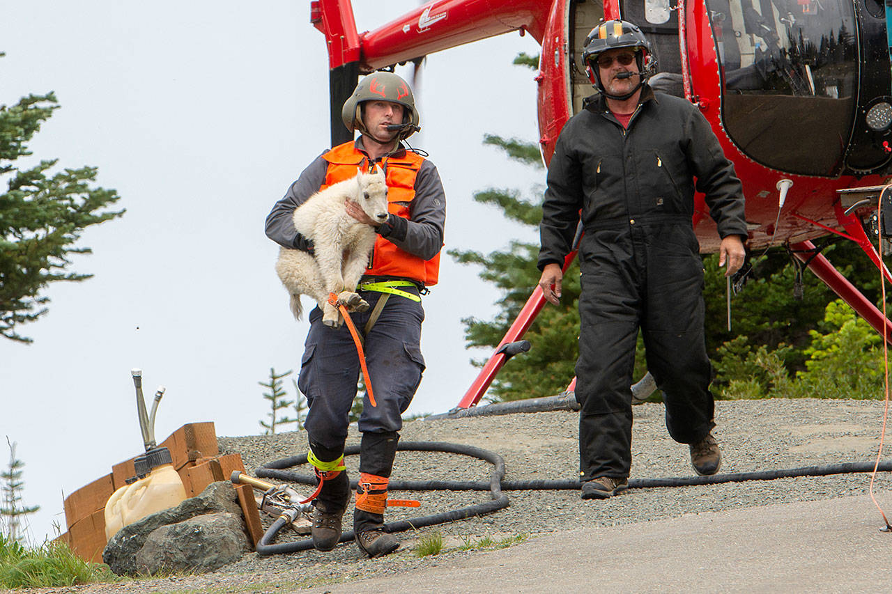 Derrick Halsey of Leading Edge Aviation carries a mountain goat kid to be transported to the North Cascades in July 2019. (Peninsula Daily News file)