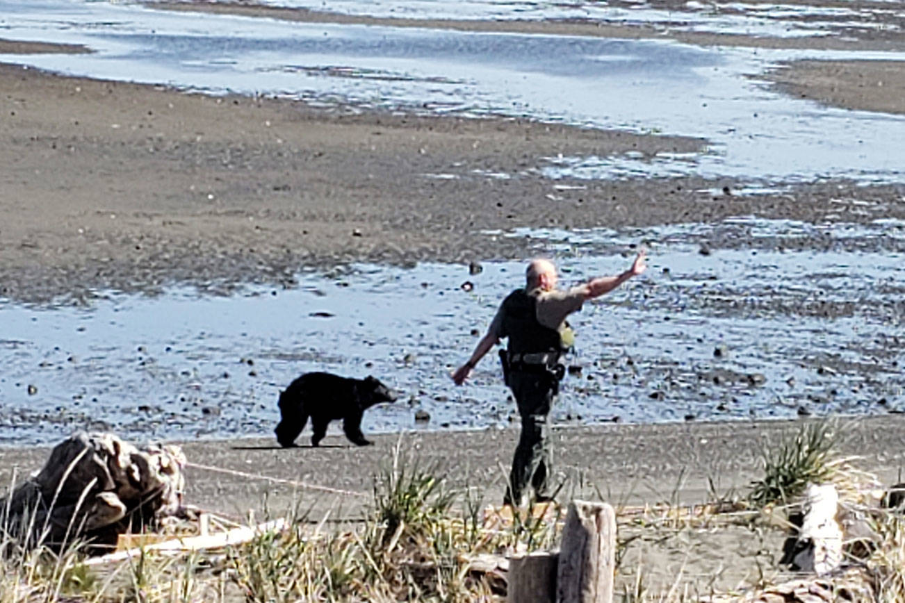 Roaming black bear draws attention on Sequim beaches