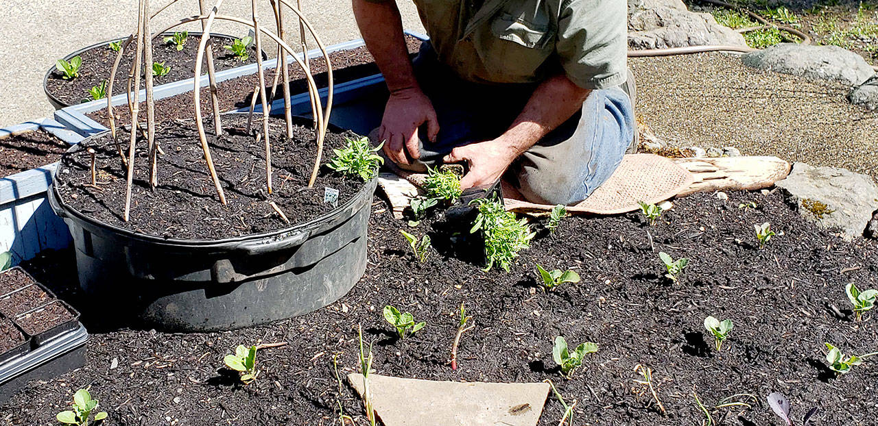 Planting fragrant flowers like sweet alyssum not only brings in the pollinators but an indigenous wasp that will lay it’s a eggs in aphids —the perfect biological control for your vegetable garden. (Andrew May/For Peninsula Daily News)