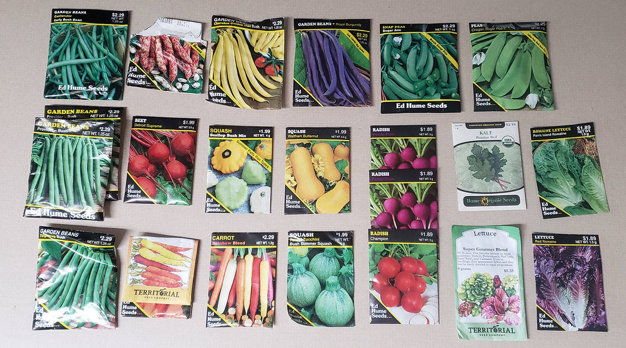 As we progress through the season, remember to continually to be germinating new seed for continuous sustainability. Keep those newly sown and germinated areas watered several times a day, every day. (Andrew May/For Peninsula Daily News)