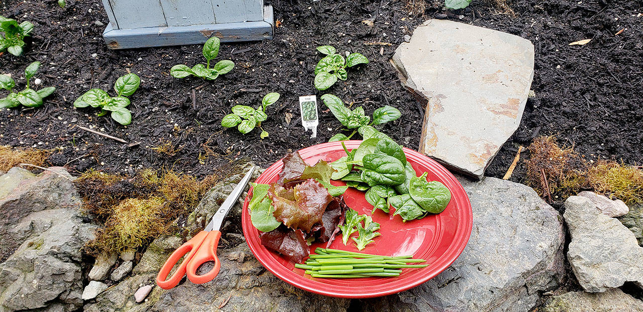 In order to keep your various vegetables productive harvest as soon as they are ready . In the case of spinach and lettuce immediately start harvesting the larger outside leaves. (Andrew May/For Peninsula Daily News)