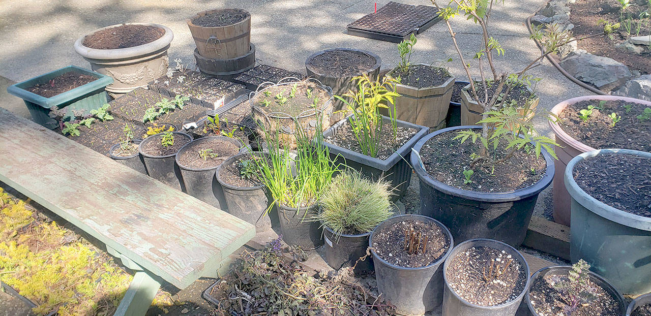 A GROWING CONCERN: Container enthusiasm for flowers and vegetables