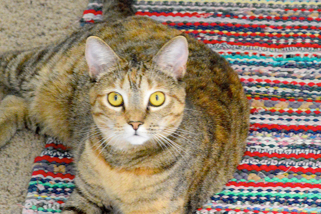 Pet adoptions climb as stay-home order continues