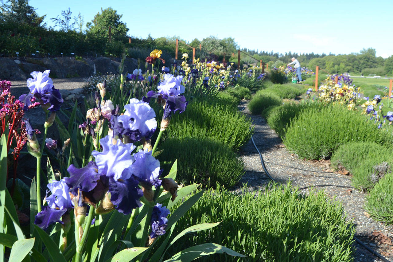 (Matthew Nash/Olympic Peninsula News Group)