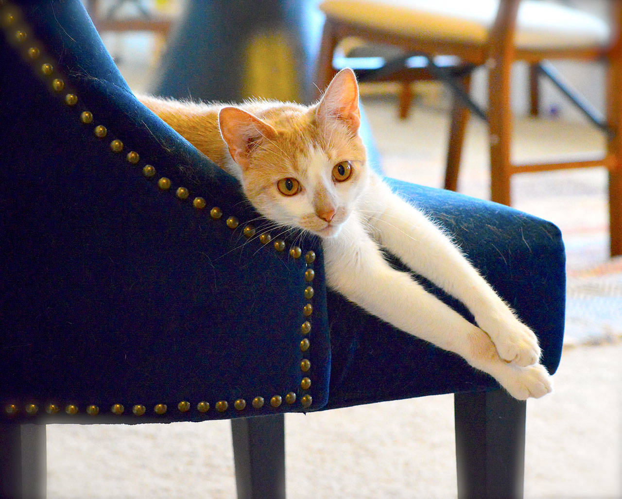 Like many cats at the Safe Haven shelter, 10-month-old Cafe-au-Lait was rescued from a negligent owner. (Diane Urbani de la Paz/for Peninsula Daily News)