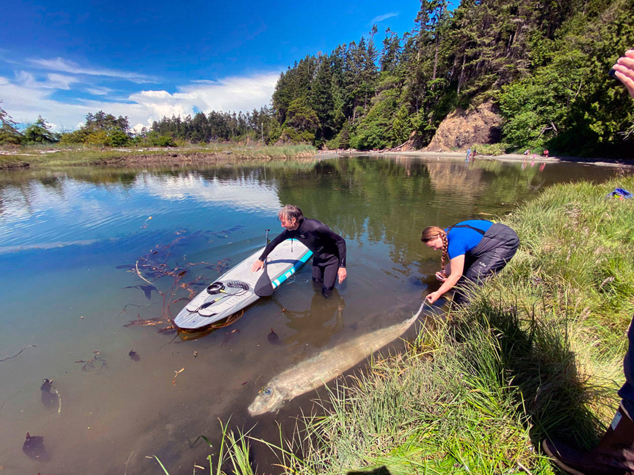 A rare King-of-the-Salmon 4 1/2 feet long was found washed up at Salt Creek Recreation Area Sunday. These fish normally live at a depth of 3,000 feet and are rarely seen alive.