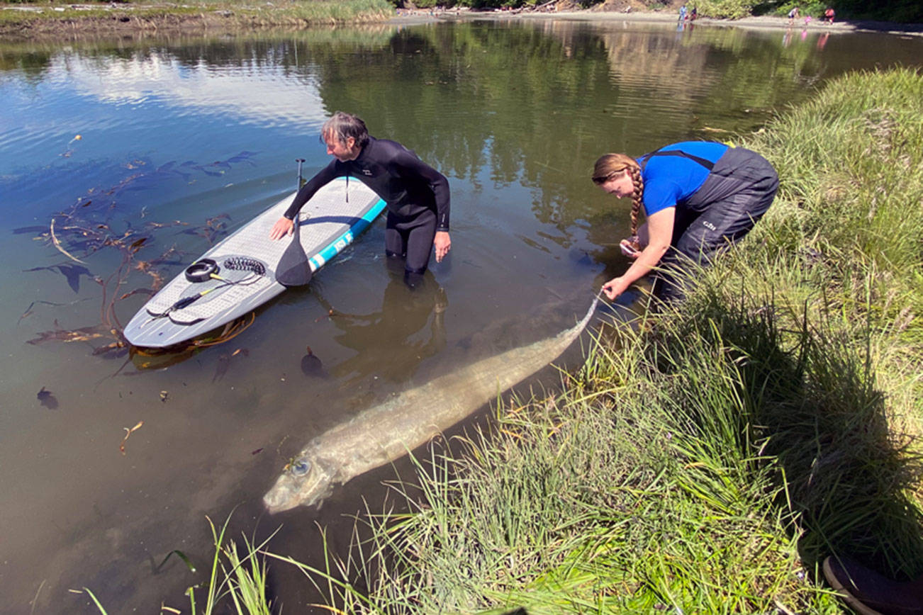 OUTDOORS: An unusual deepwater brute washes up at Salt Creek