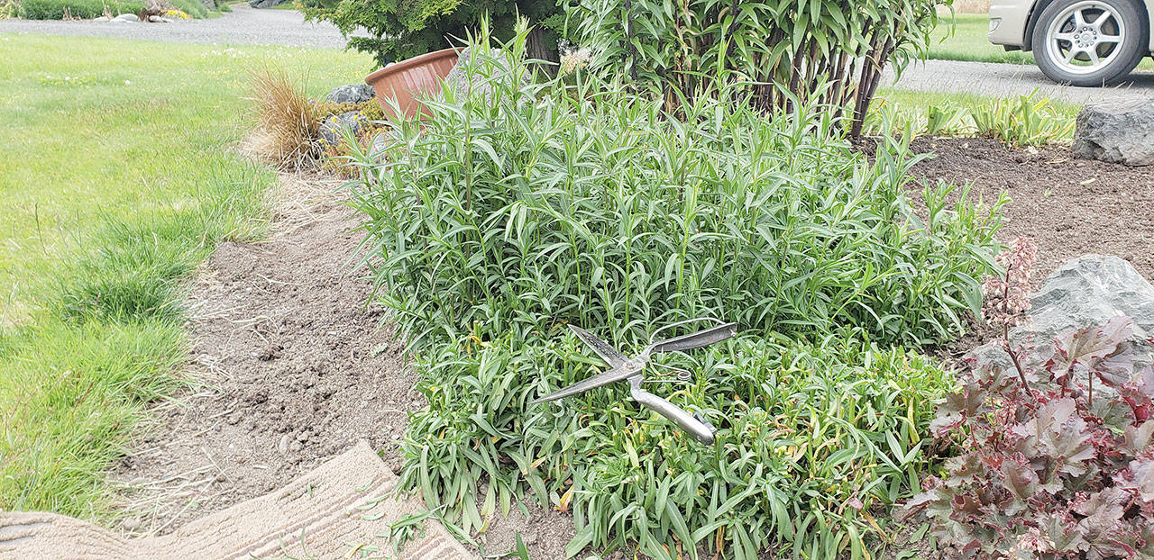 By cutting down your astors, fall flowering sedums and mums before July 4 not only will you get more flowers, but they stay tight and compact. (Andrew May/For Peninsula Daily News)