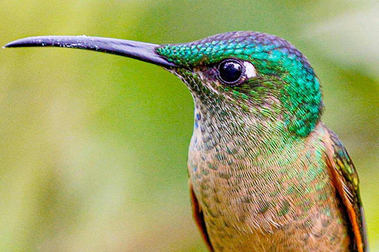 Port Townsend Gallery to reopen ‘carefully’ Friday