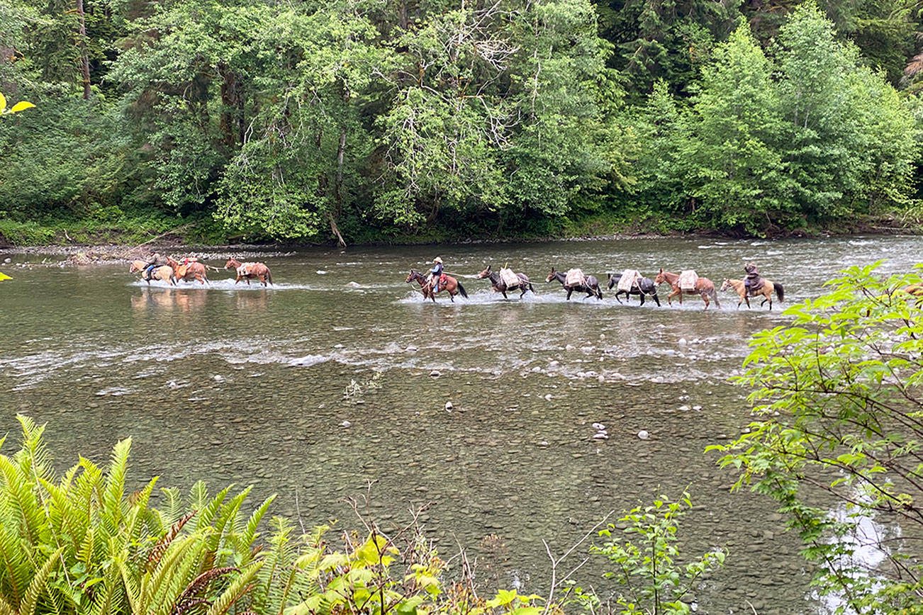 HORSEPLAY: Volunteers keep Olympic National Park trails maintained
