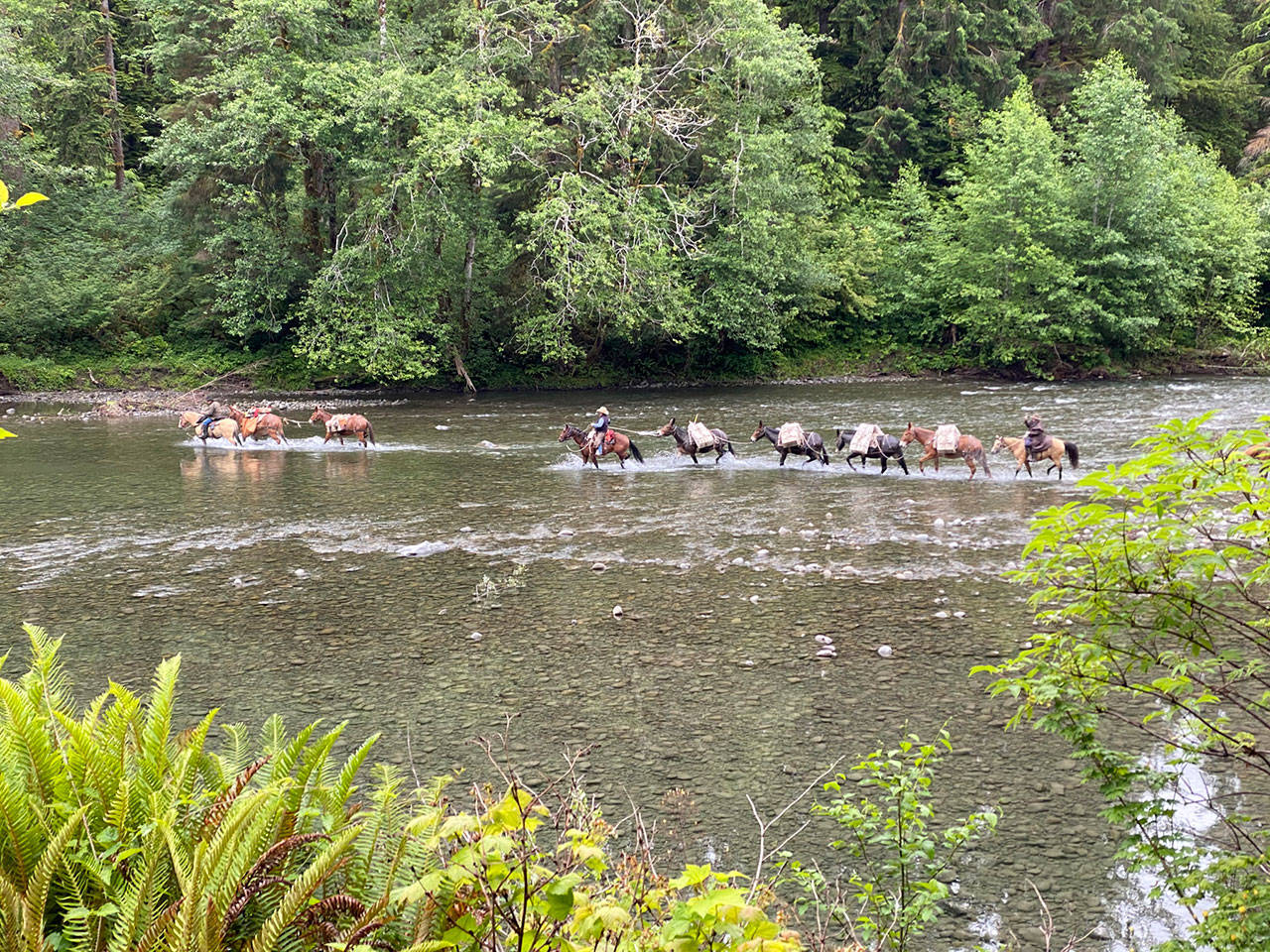 Back Country Horsemen Mt Olympus chapter members Larry and Sherry Baysinger, along with Boone Jones, use their horses and mules to pack tools across the Bogacheil River they will be used for trail work by volunteers from the Washington Trails Association. (Rebecca Wanagel)
