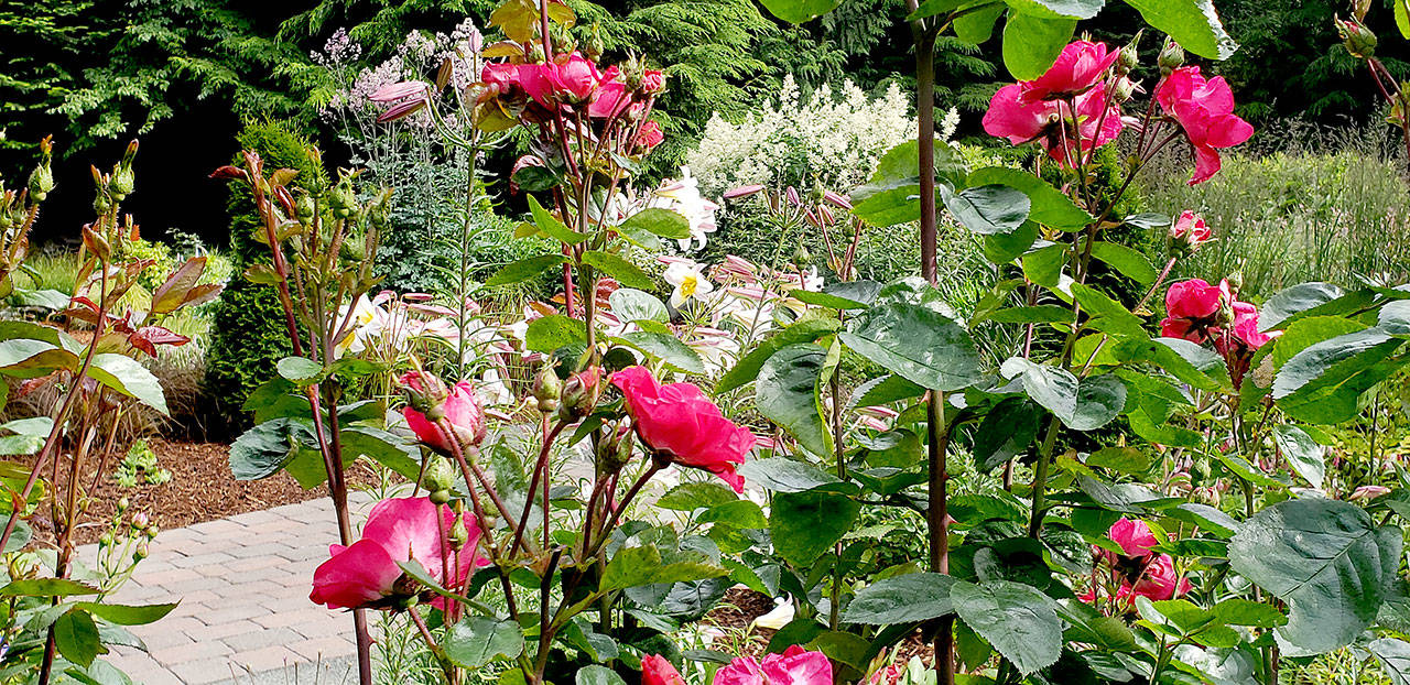 When tending roses, not only do you carefully deadhead them every day or two, but make sure you cut leaves for future sturdy, erect stems. (Andrew May/For Peninsula Daily News)