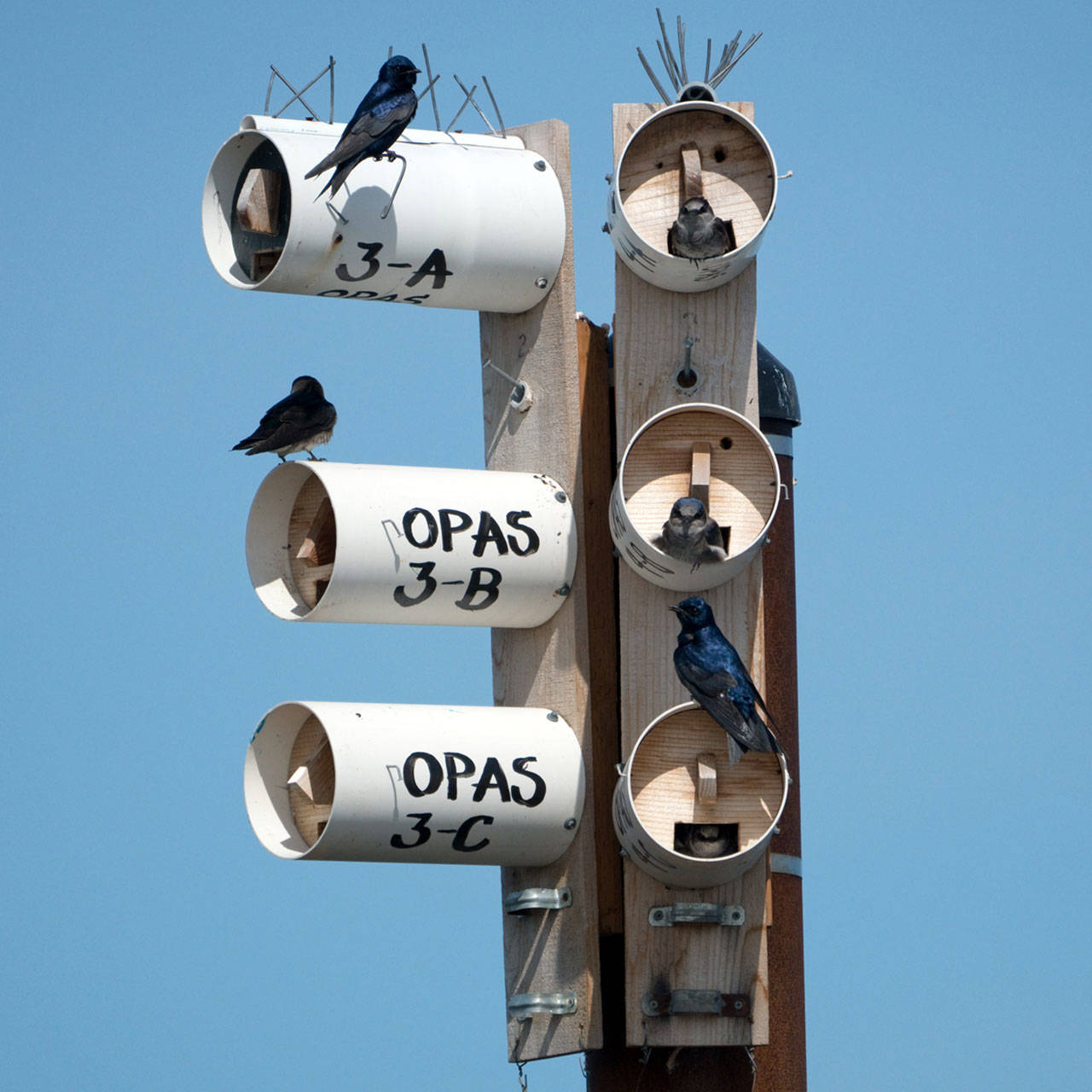 Purple Martins nest at the 3 Crabs Estuary on May 26. Photo by Dow Lambert Purple Martins nest at the 3 Crabs Estuary on May 26. (Photo by Dow Lambert)
