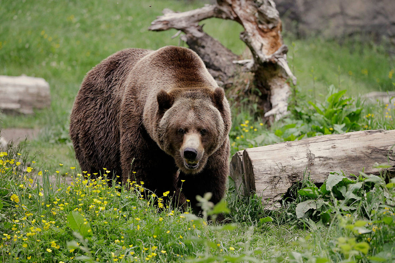 In this May 26, 2020, file photo, a grizzly bear roams an exhibit at the Woodland Park Zoo, closed for nearly three months because of the coronavirus outbreak in Seattle. Grizzly bears once roamed the rugged landscape of the North Cascades in Washington state but few have been sighted in recent decades. The federal government is scrapping plans to reintroduce grizzly bears to the North Cascades ecosystem. (Elaine Thompson/Associated Press file)