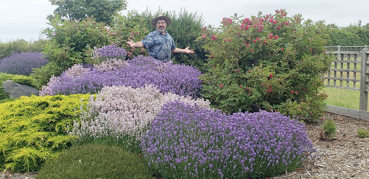Lavender grows so magnificently here on the Peninsula, as do all Mediterranean herbs. (Andrew May/For Peninsula Daily News)