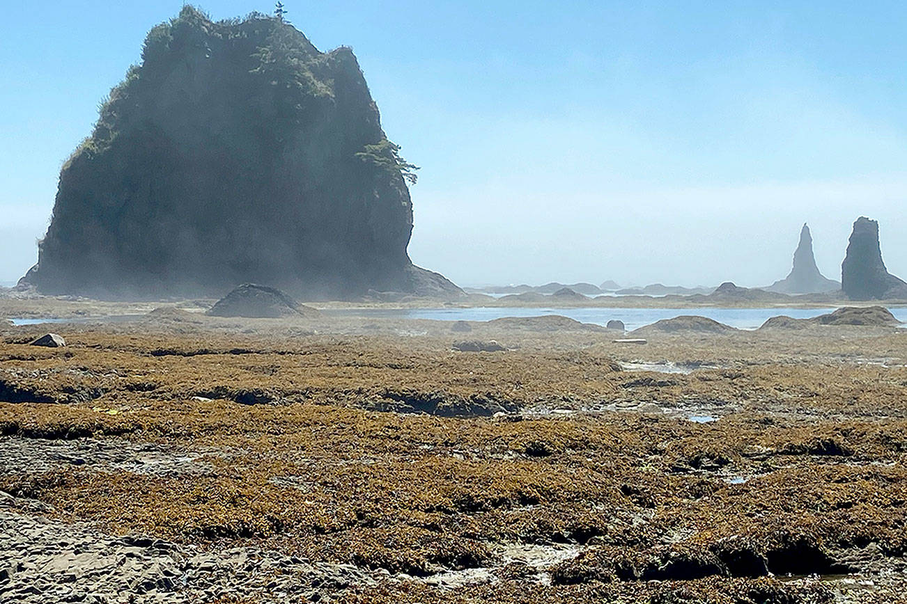 Wild coastline beckons hikers to Cape Alava