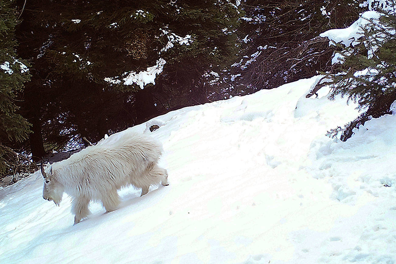 Biologists: Most mountain goats survive from Olympics to Cascades