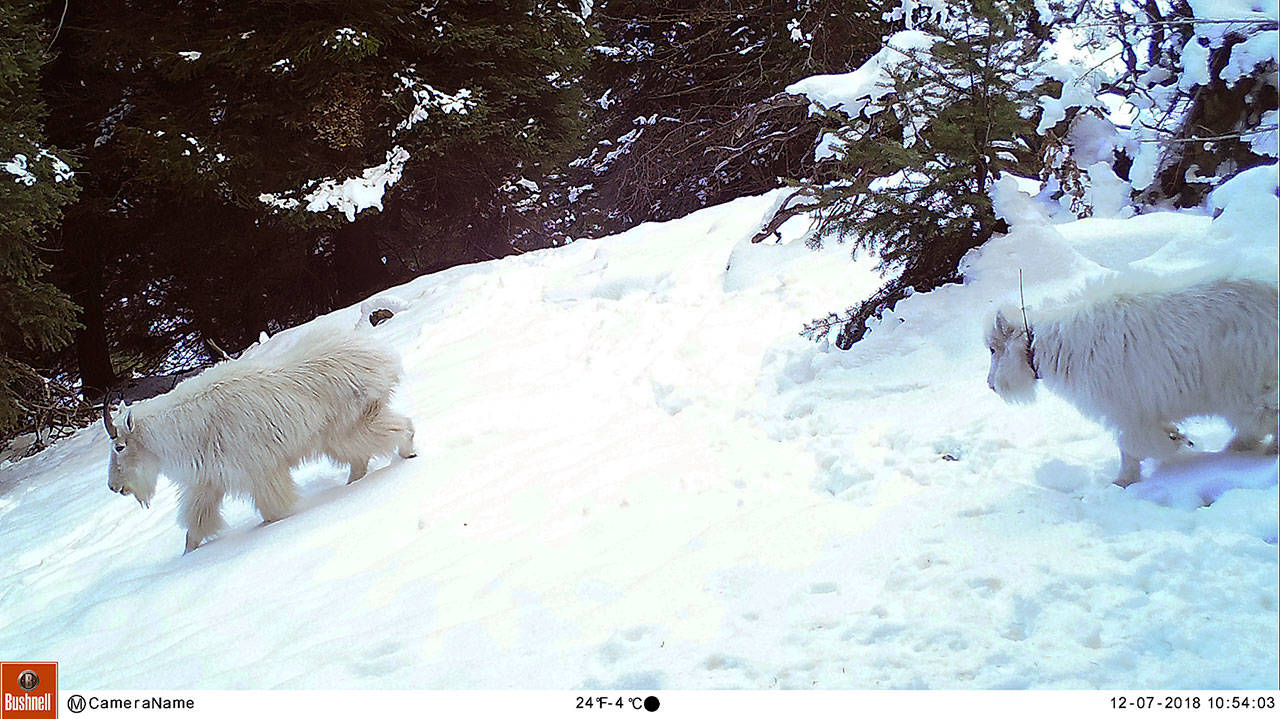 A collared mountain goat kid translocated from the Olympic Mountains follows an uncollared resident billy in this game trail image captured near Hart’s Pass in the Methow River drainage in Wenatchee-Okanogan National Forest. (Scott Fitkin/Washington Department of Fish and Wildlife)