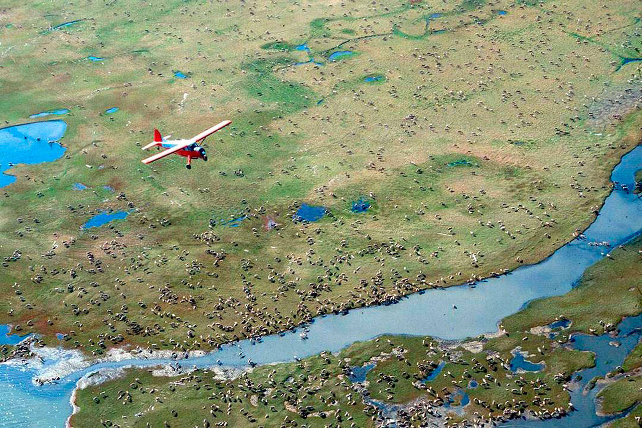 In this undated photo provided by the U.S. Fish and Wildlife Service, an airplane flies over caribou from the Porcupine Caribou Herd on the coastal plain of the Arctic National Wildlife Refuge in northeast Alaska.The Department of the Interior has approved an oil and gas leasing program within Alaska’s Arctic National Wildlife Refuge. The refuge is home to polar bears, caribou and other wildlife. Secretary of the Interior David Bernhardt signed the Record of Decision, which will determine where oil and gas leasing will take place in the refuge’s coastal plain. (U.S. Fish and Wildlife Service via AP)