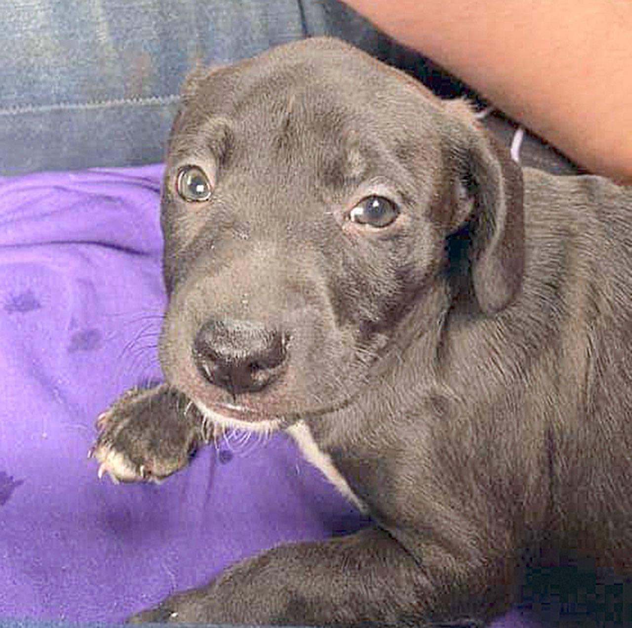 Paco the puppy was taken from a vehicle that was parked at the Port Angeles Walmart on Friday. He was found safe 29 hours later.