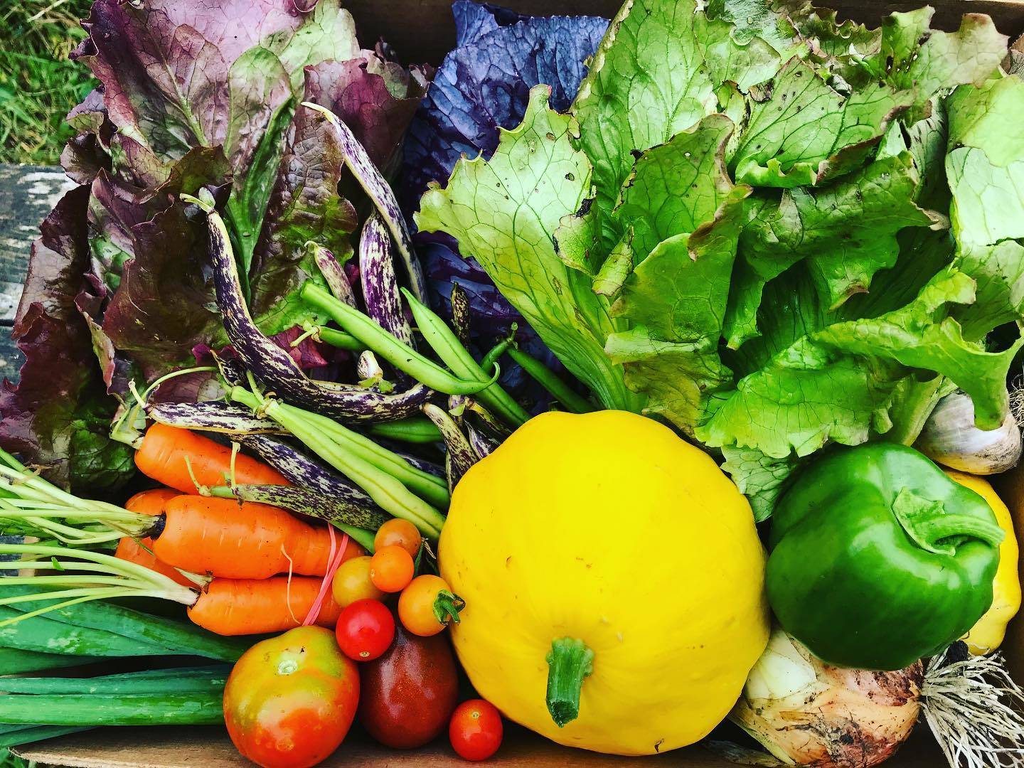 Wild Forks farmshare by Wild Forks Farm. (Submitted photo)