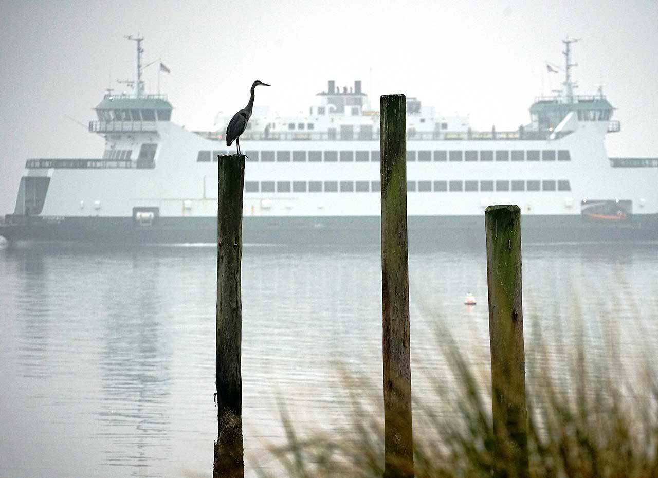 A heron stands atop a piling just off downtown Port Townsend as the MV Kennewick sails through Port Townsend Bay in low visibility due to thick smoke from wildfires burning throughout the West Coast. A weather system that was expected to clear much of the smoke from the region Monday turned out to be weaker than initially expected, meaning the unhealthy weekend haze will linger well into this week. (Nicholas Johnson/Peninsula Daily News)