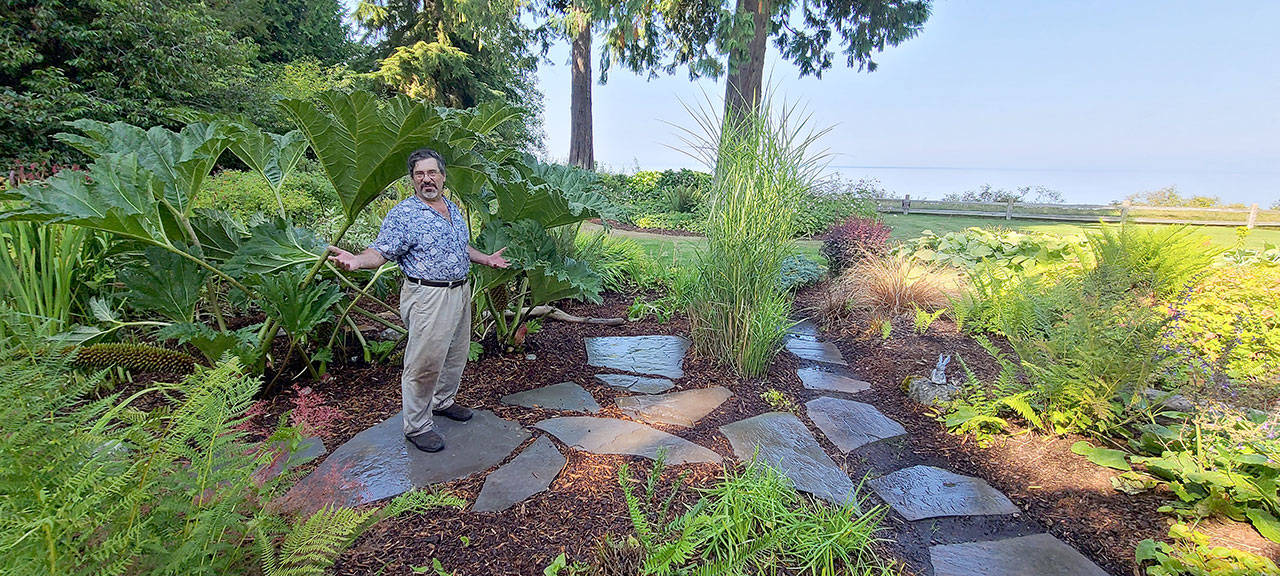 Gunnera leaves can be 4- to 5-feet across while growing to a clump of 600 square feet or more. (Andrew May/For Peninsula Daily News)