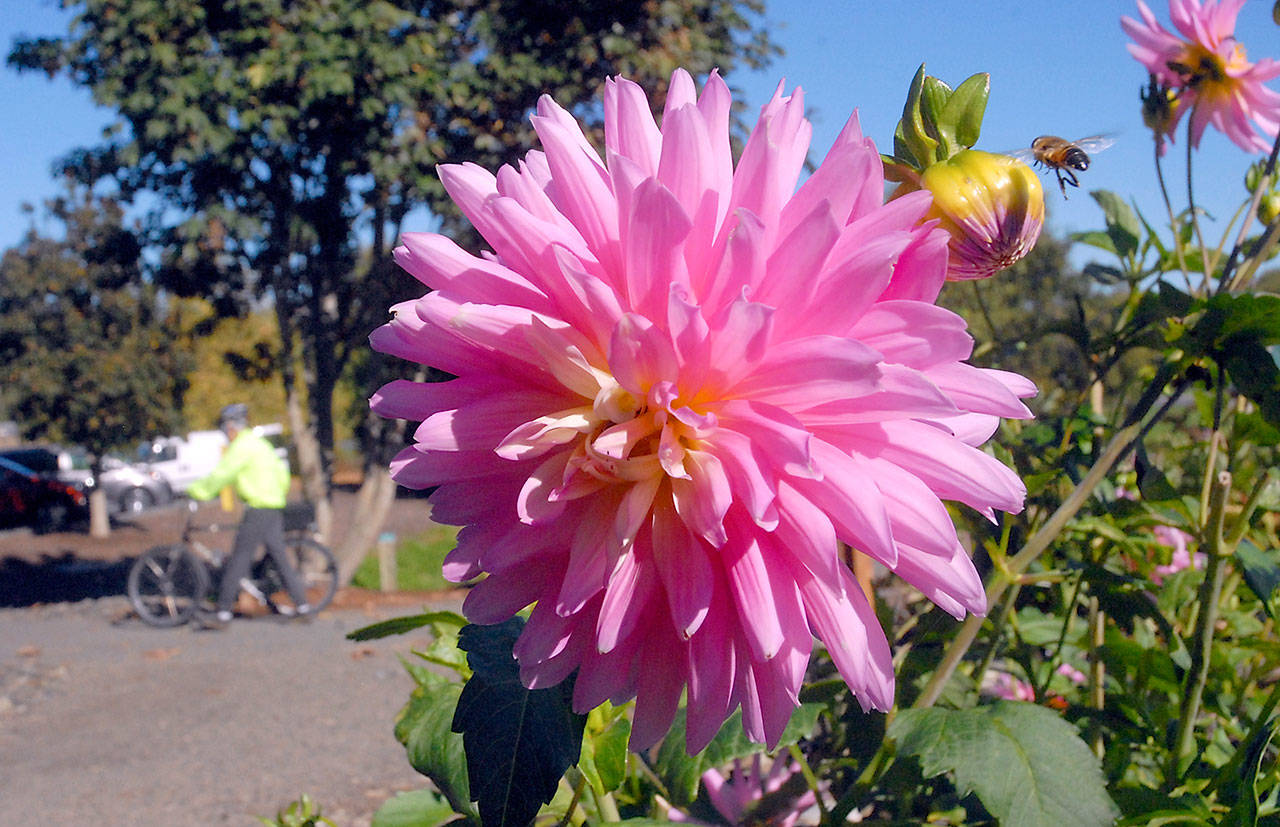 (Keith Thorpe/Peninsula Daily News)