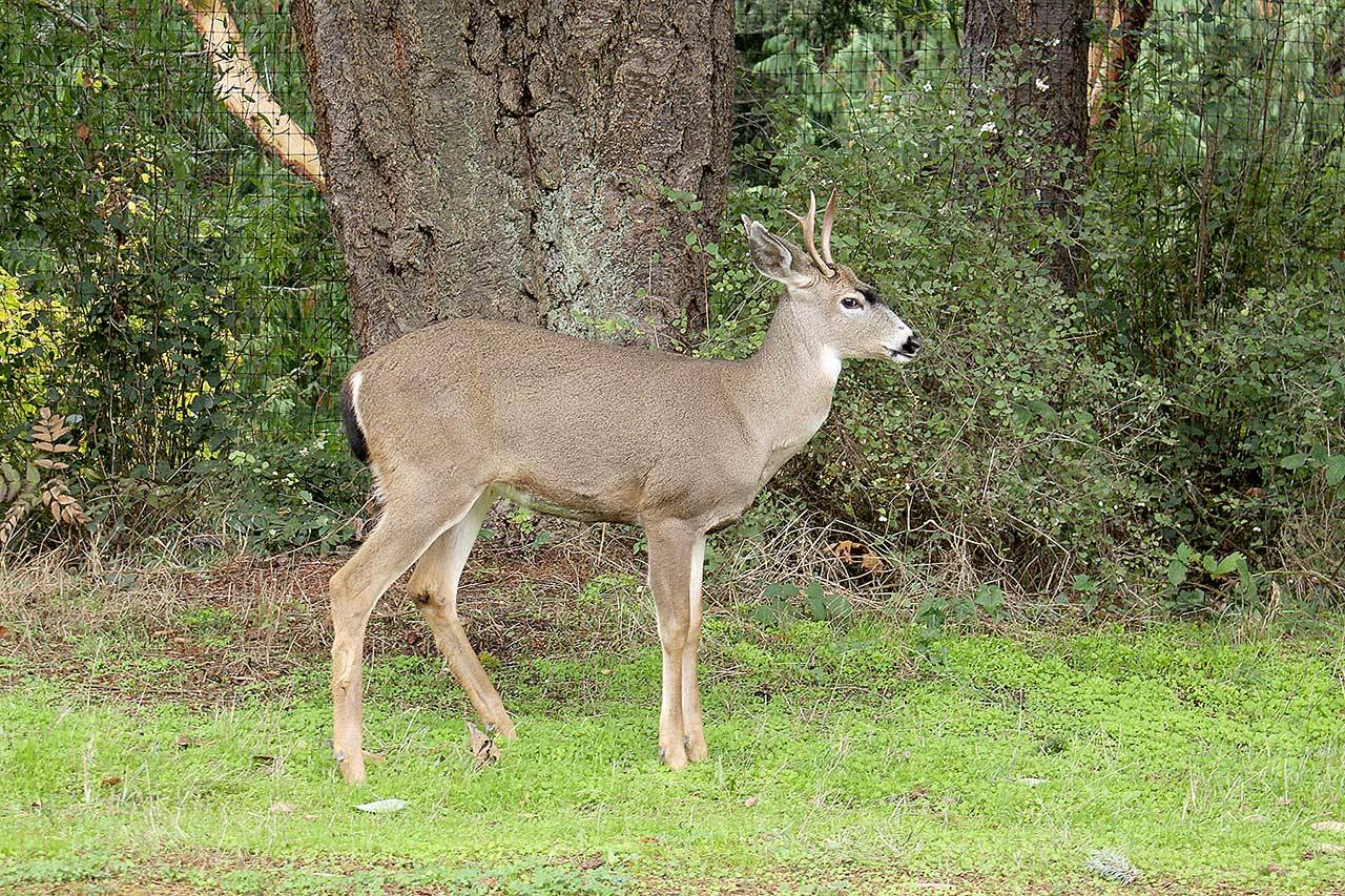 (Zach Jablonski/Peninsula Daily News)