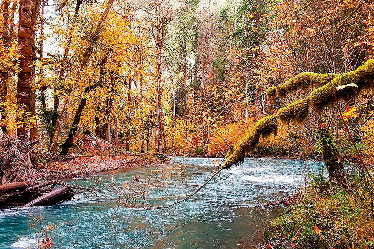 Pierre LaBossiere/Peninsula Daily News
The Elwha River last week. The Elwha is flowing free, but chinook returns to the upper stretches of the river have yet to be realized.