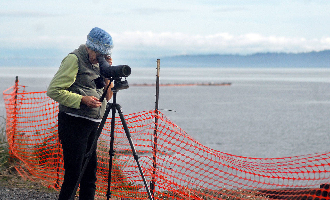 (Keith Thorpe/Peninsula Daily News)