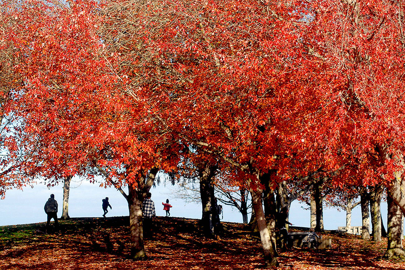 Keith Thorpe/Peninsula Daily News
Visitors to John Wayne Marina near Sequim walk under colorful foliage in a small park at the marina entrance on Wednesday.