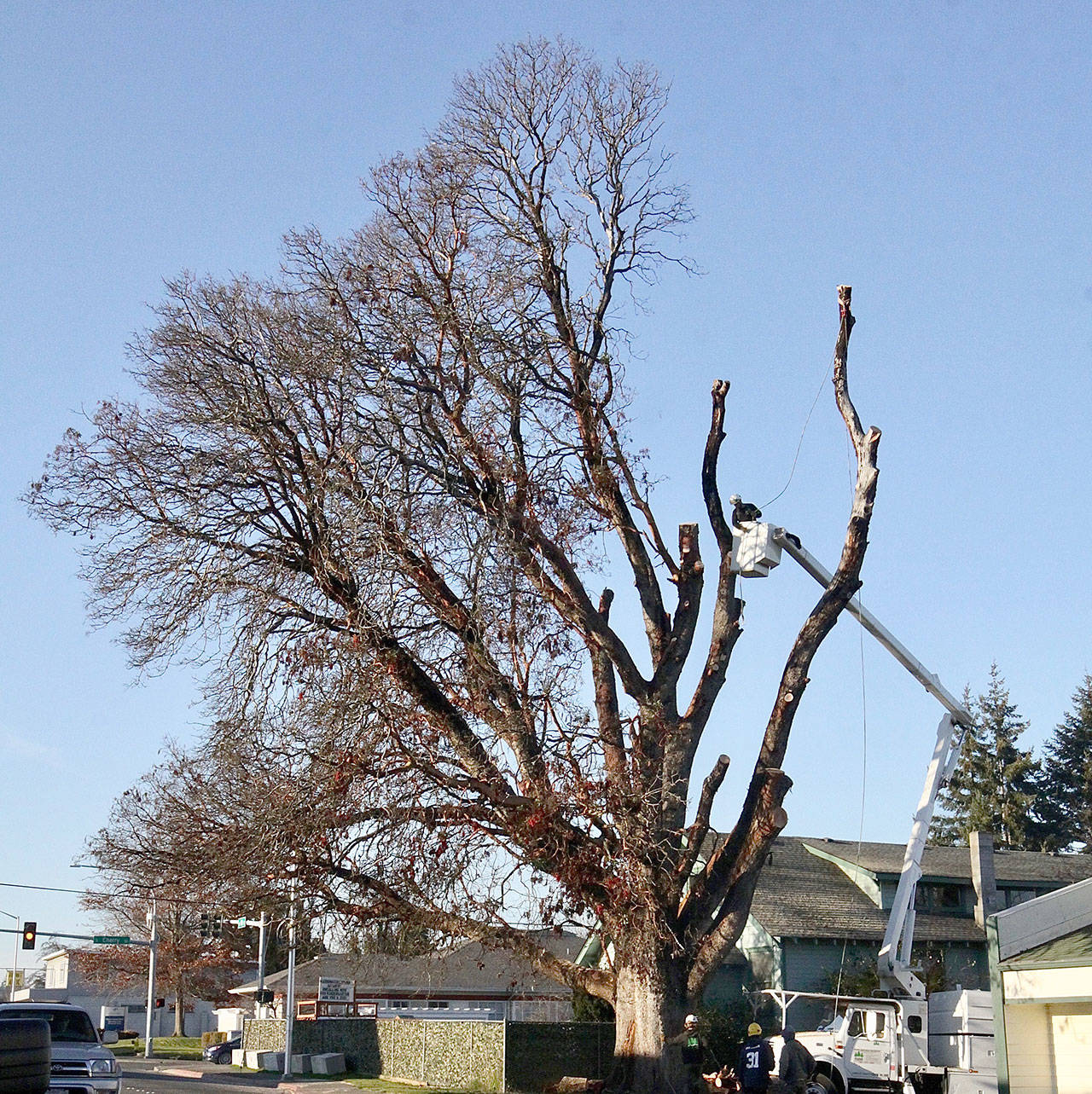 The large madrona tree on Eighth Street near Cherry Street is coming down. The landmark tree has died and is considered unsafe, the property owners say. (Dave Logan/for Peninsula Daily News)
