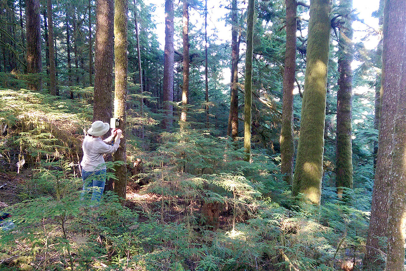 Lauren Kuehne, lead author of a new study of noise pollution on the Olympic Peninsula, works in the forests of Western Washington.