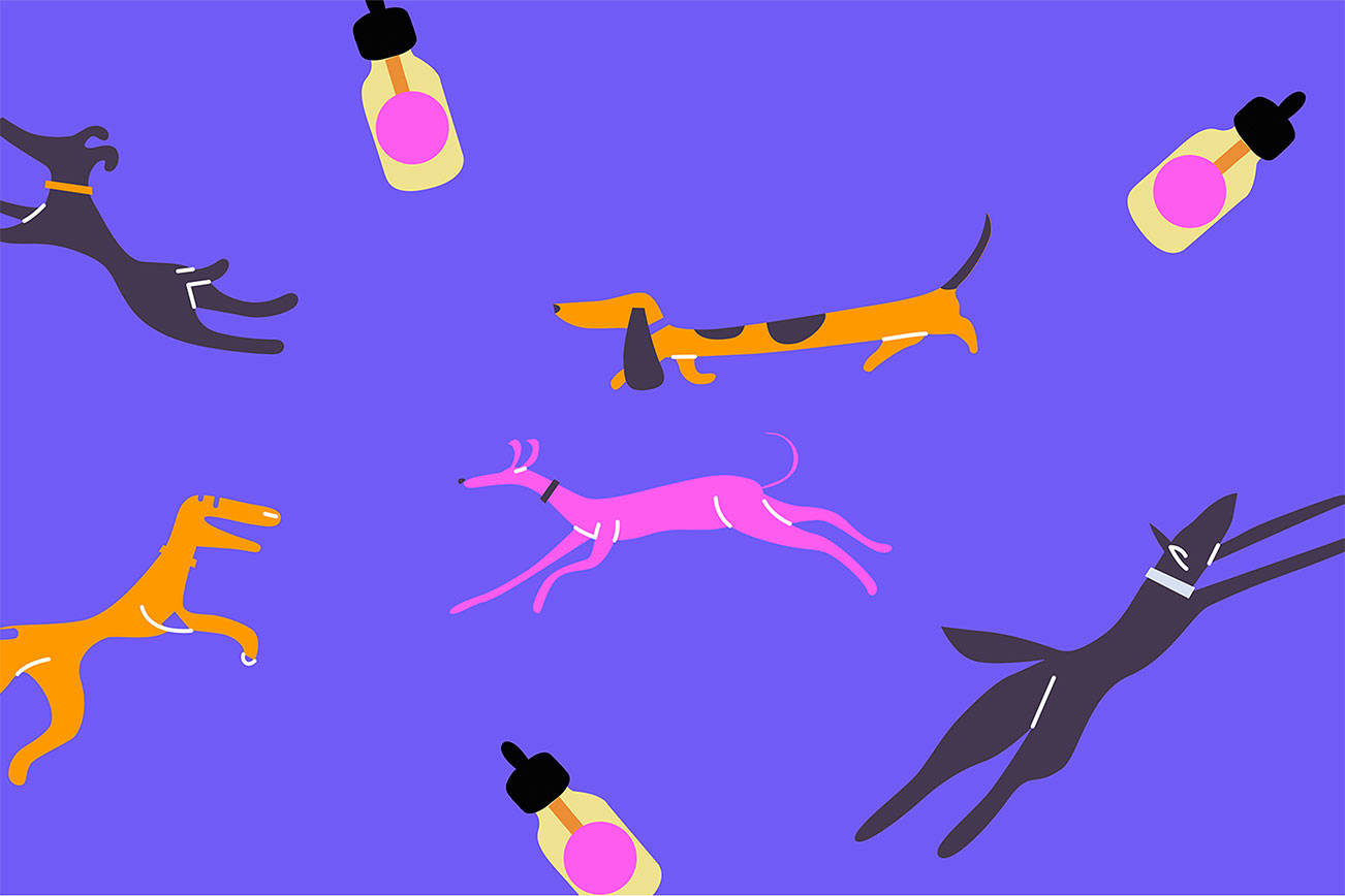 Best CBD Oils for Dogs with Anxiety – Buying Guide