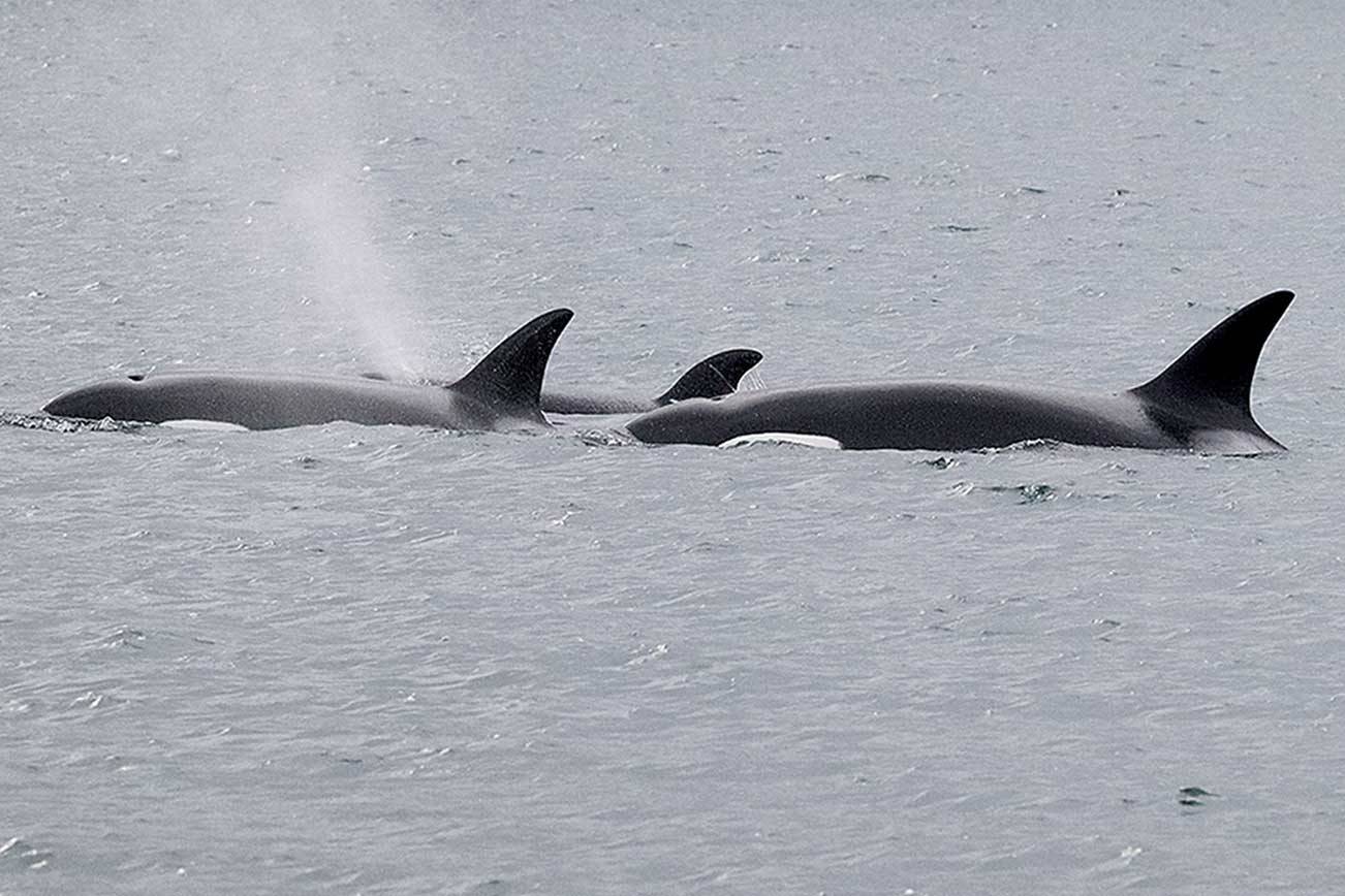 Orcas surface in Port Angeles harbor on Saturday near the U.S. Coast Guard Station on Ediz Hook. (Greg Marsh)