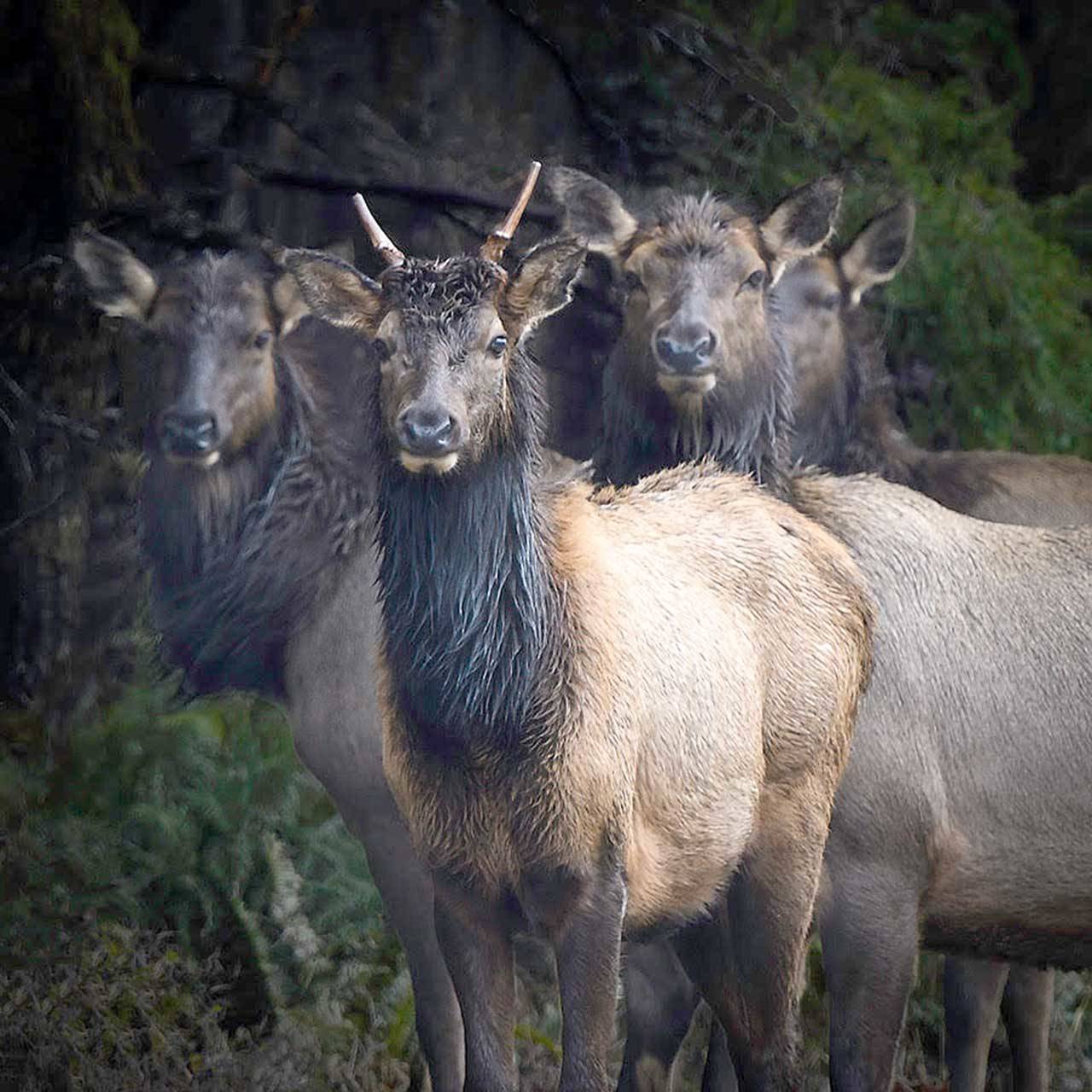 Kerry Tremain’s work is among those to be exhibited at the first show of the Northwind Art Grover Gallery.