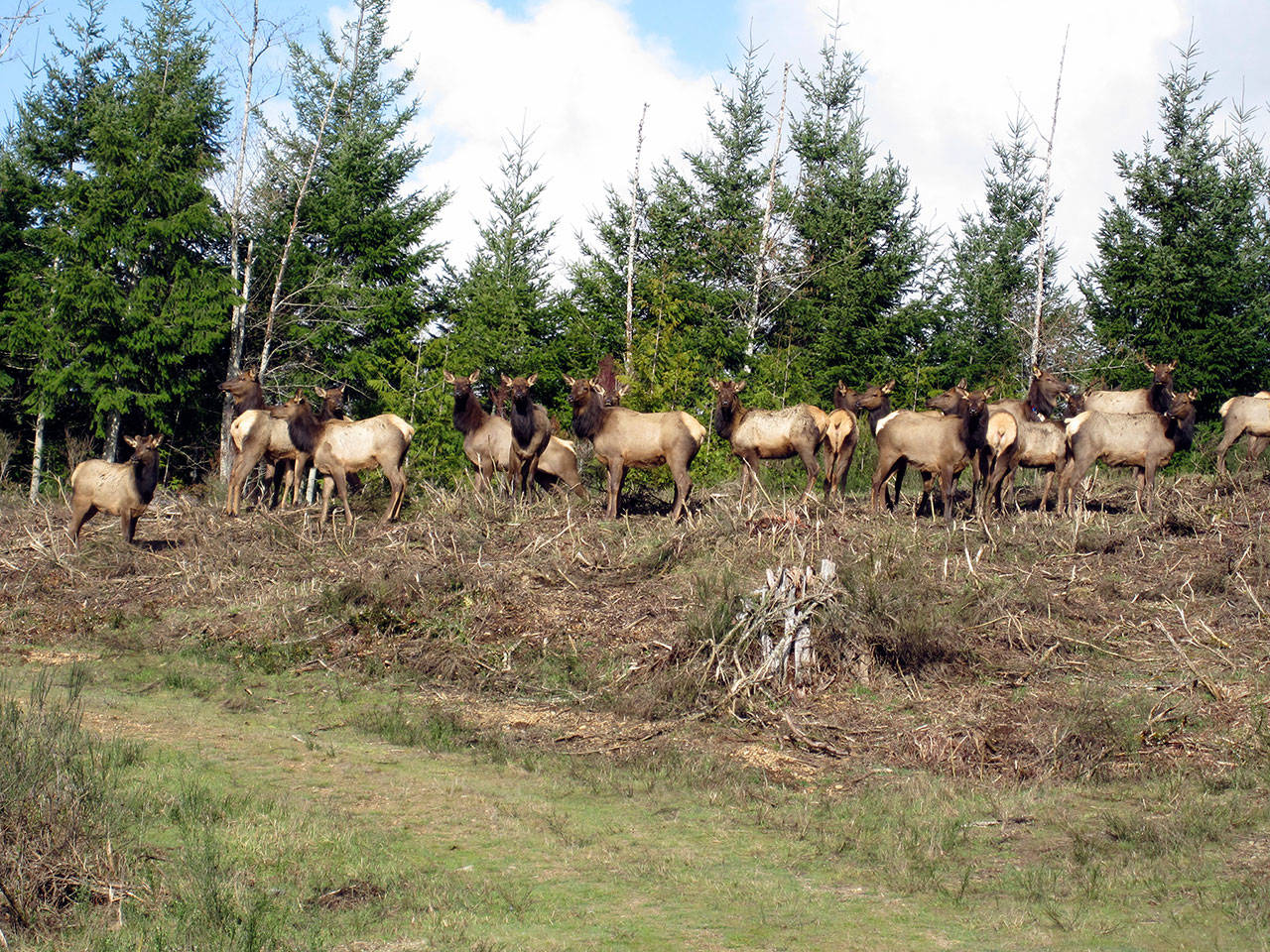 The Duckabush elk herd lives on “Canal 40,” a parcel of trust land the Department of Natural Resources had intended to sell. Letters of protest led to a reversal of that plan. (Photo courtesy of Tim Sullivan)