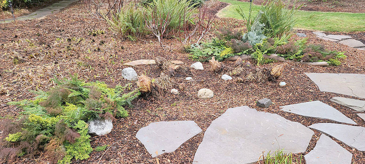 The decorative mulch has been removed from the Chilean rhubarb because, in unseasonably warm weather, rot becomes the concern. (Andrew May/For Peninsula Daily News)