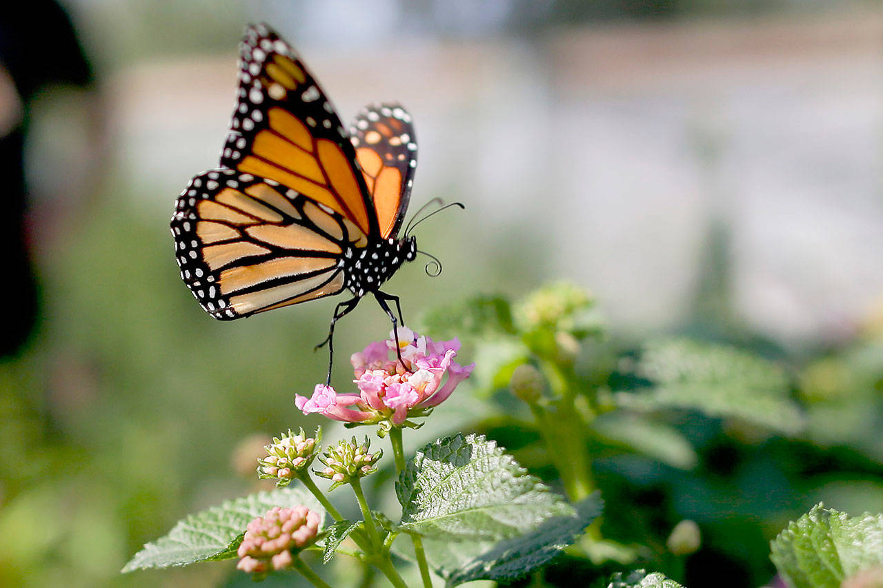 This photo from Aug. 19, 2015, shows a monarch butterfly in Vista, Calif. The number of western monarch butterflies wintering along the California coast has plummeted to a new record low, putting the orange-and-black insects closer to extinction, researchers announced Tuesday. A recent count by the Xerces Society recorded fewer than 2,000 butterflies, a massive decline from the millions of monarchs that in 1980s clustered in trees from Marin County to San Diego County. (AP Photo/Gregory Bull)