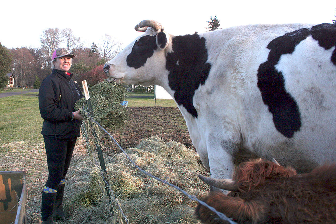 When Lindsey Crouse moved  her family and horse rescue operation from Ramona, Calif.,  to Sequim, she also brought her Cowboy with her. Standing at 76.5 inches he’s the world’s biggest steer, in contrast to Crouse who is 68 inches tall. Visitors are welcome to drive by to see him at his pasture Serenity Acres Horse Rehabilitation at 123 Ward Lane in Sequim. (Karen Griffiths/for Peninsula Daily News)
