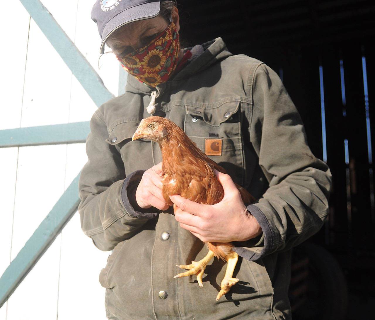Jennifer Jabs at The Farm in Sequim holds a young hen who was headed to the Best Friends Animal Sanctuary in Utah last week. The no-kill facility helps animals with physical impairments live out their lives.
Michael Dashiell/Olympic Peninsula News group
